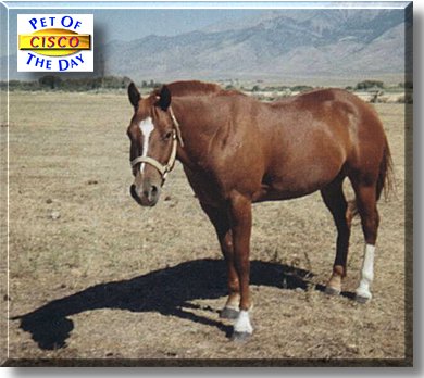 Cisco, the Pet of the Day