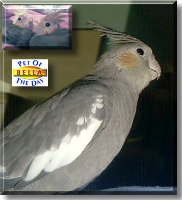 Bella, the Pet of the Day