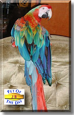 JB, the Pet of the Day