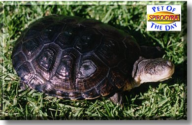 Spirogyra, the Pet of the Day