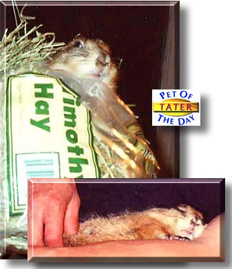 Tater, the Pet of the Day