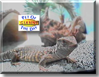 Gianni, the Pet of the Day