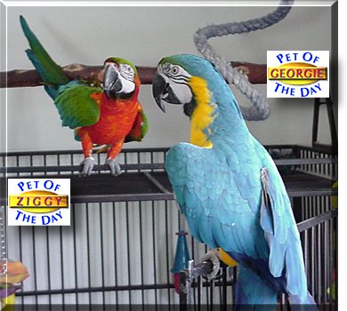 Ziggy and Georgie, the Pets of the Day