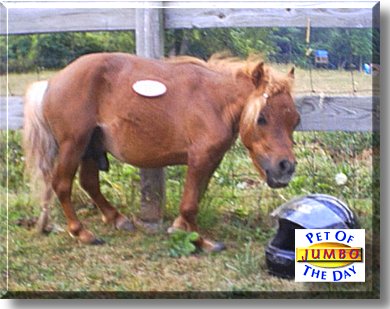 Jumbo, the Pet of the Day