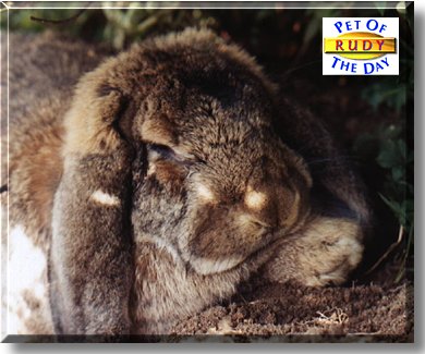 Rudy, the Pet of the Day