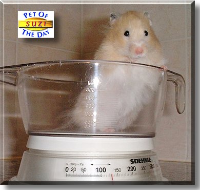 Suchin Shelter, the Pet of the Day