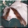 Annie the Peruvian Guinea Pig