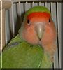 Kikilizza the Peach Faced Lovebird