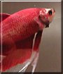 Ransom the Betta Splendens