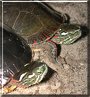 Anne, Fred the Painted Turtles