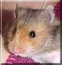 Snuggles the Umbrous Long