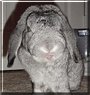 Limo the Lop