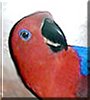 Pepsi the Eclectus Parrot