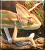 Iggy the Veiled Chameleon