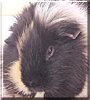 Oinky the Guinea Pig