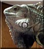 Kodiak the Green Iguana