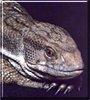 Clyde the Savannah Monitor