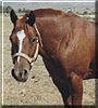 Cisco the Quarter Horse Gelding