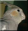 Bella the Cockatiel