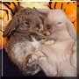 Gus Gus, Frost the Mini lop