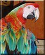 JB the Scarlet Macaw