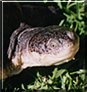 Spirogyra the African Marsh Terrapin