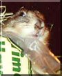 Tater the Black Tail Prairie Dog