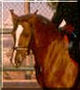 Nedjma the Arabian Horse