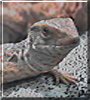 Gianni the Savannah Monitor