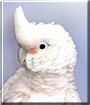 Tango the Goffin Cockatoo