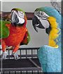 Ziggy, Georgie the Macaws