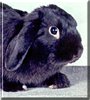 Sophie the Mini lop Rabbit