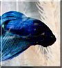 Barry Blue the Betta Fish