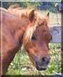 Jumbo the Miniature horse