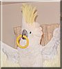 Missy the Triton Cockatoo
