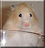 Suchin Shelter the Syrian Hamster