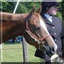 Penny the Appaloosa