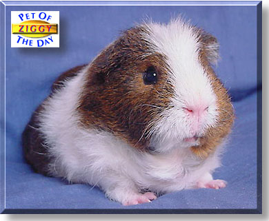 Ziggy, the Pet of the Day