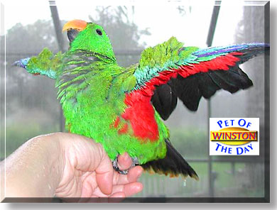 Winston, the Pet of the Day