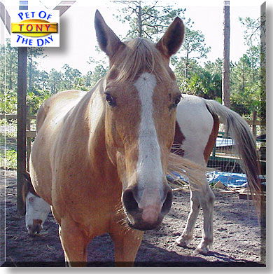 Jets Dial Tone, the Pet of the Day