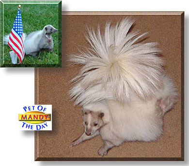Mandy, the Pet of the Day
