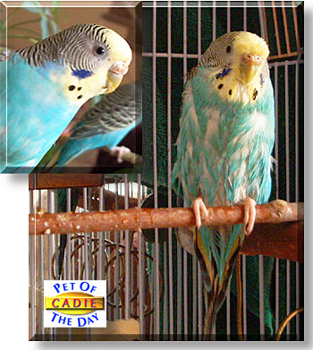 Cadence, the Pet of the Day