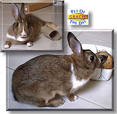 Gracie, the Pet of the Day