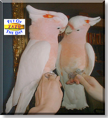 Zazu, the Pet of the Day