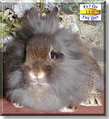 Leo, the Pet of the Day