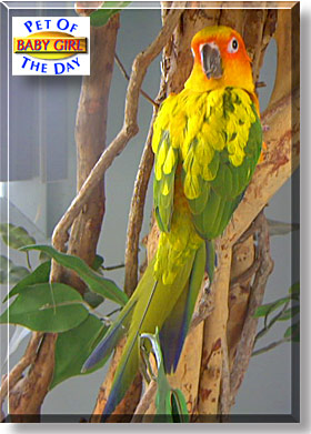 Baby Girl, the Pet of the Day