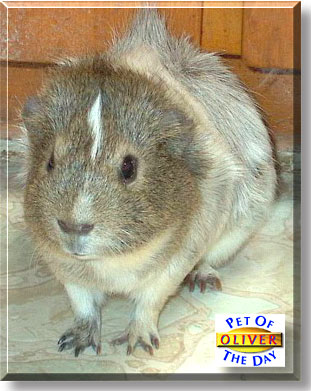 Oliver, the Pet of the Day