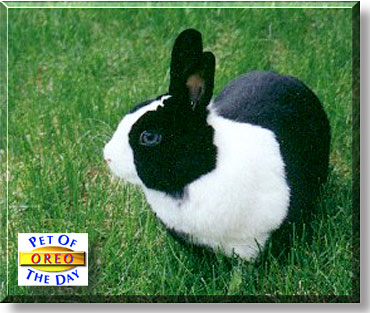 Oreo, the Pet of the Day