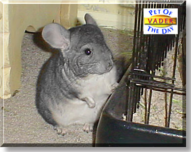 Vader, the Pet of the Day