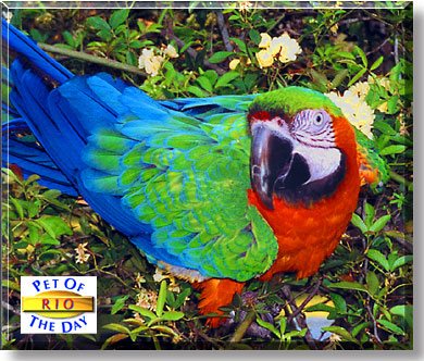 Rio, the Pet of the Day